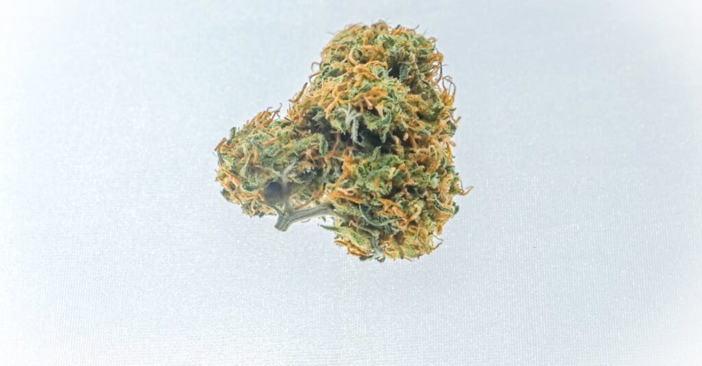ontdek uitgebreide informatie over cannabis, inclusief gebruik, effecten, wetgeving en medische toepassingen.