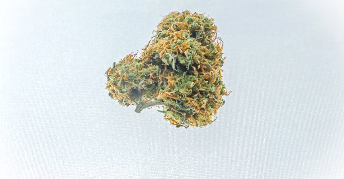 ontdek uitgebreide informatie over cannabis, inclusief gebruik, effecten, wetgeving en medische toepassingen.