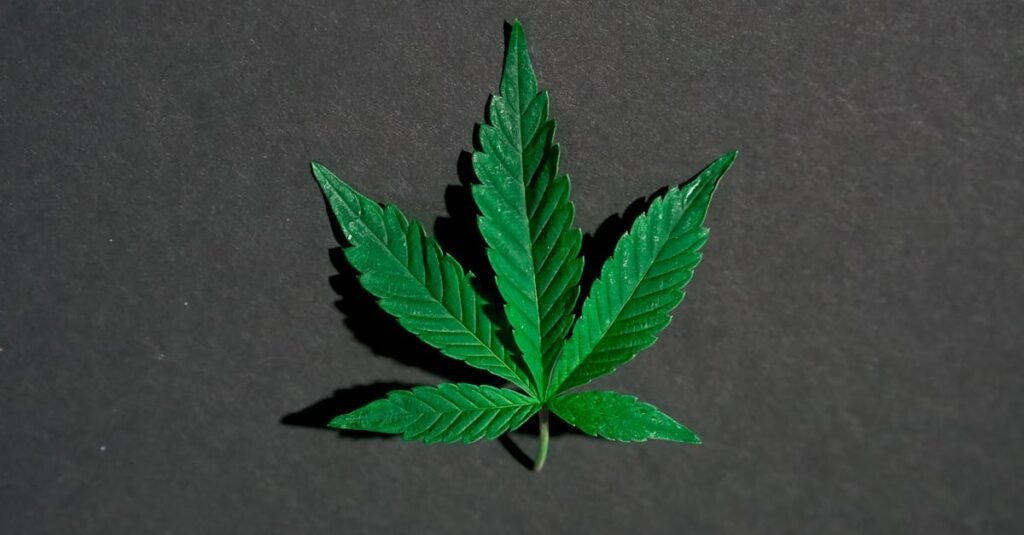 ontdek onze cannabis shop met een breed assortiment aan hoogwaardige producten. bezoek ons voor de beste kwaliteit en service.