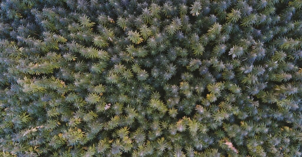 ontdek alles over hennep: toepassingen, voordelen en duurzame oplossingen met deze veelzijdige plant.