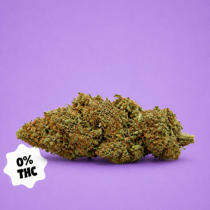 GELATO 41